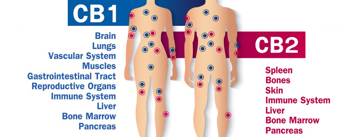 The Endocannabinoid System - A Review