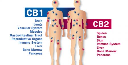 The Endocannabinoid System - A Review