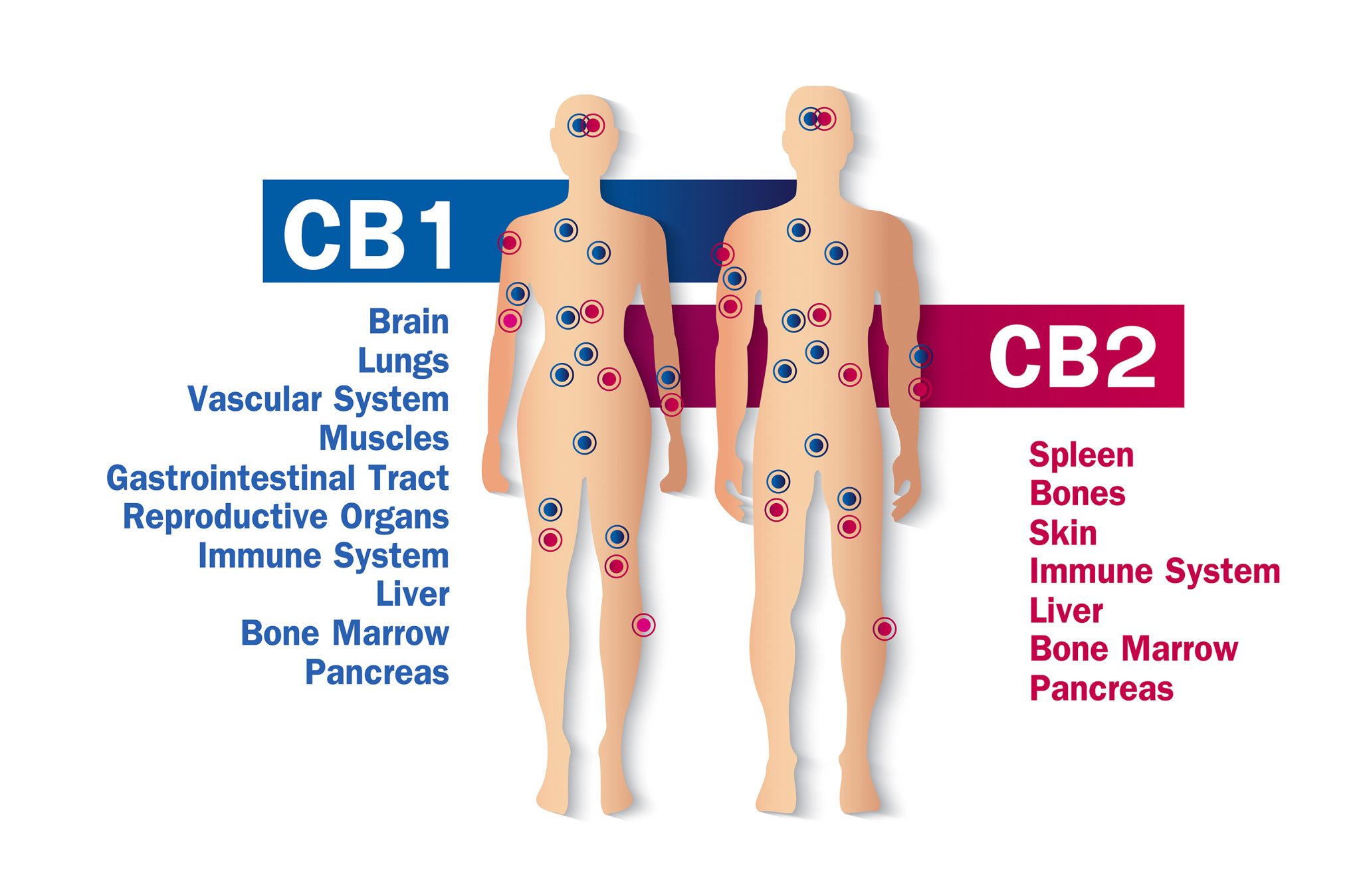 The Endocannabinoid System - A Review