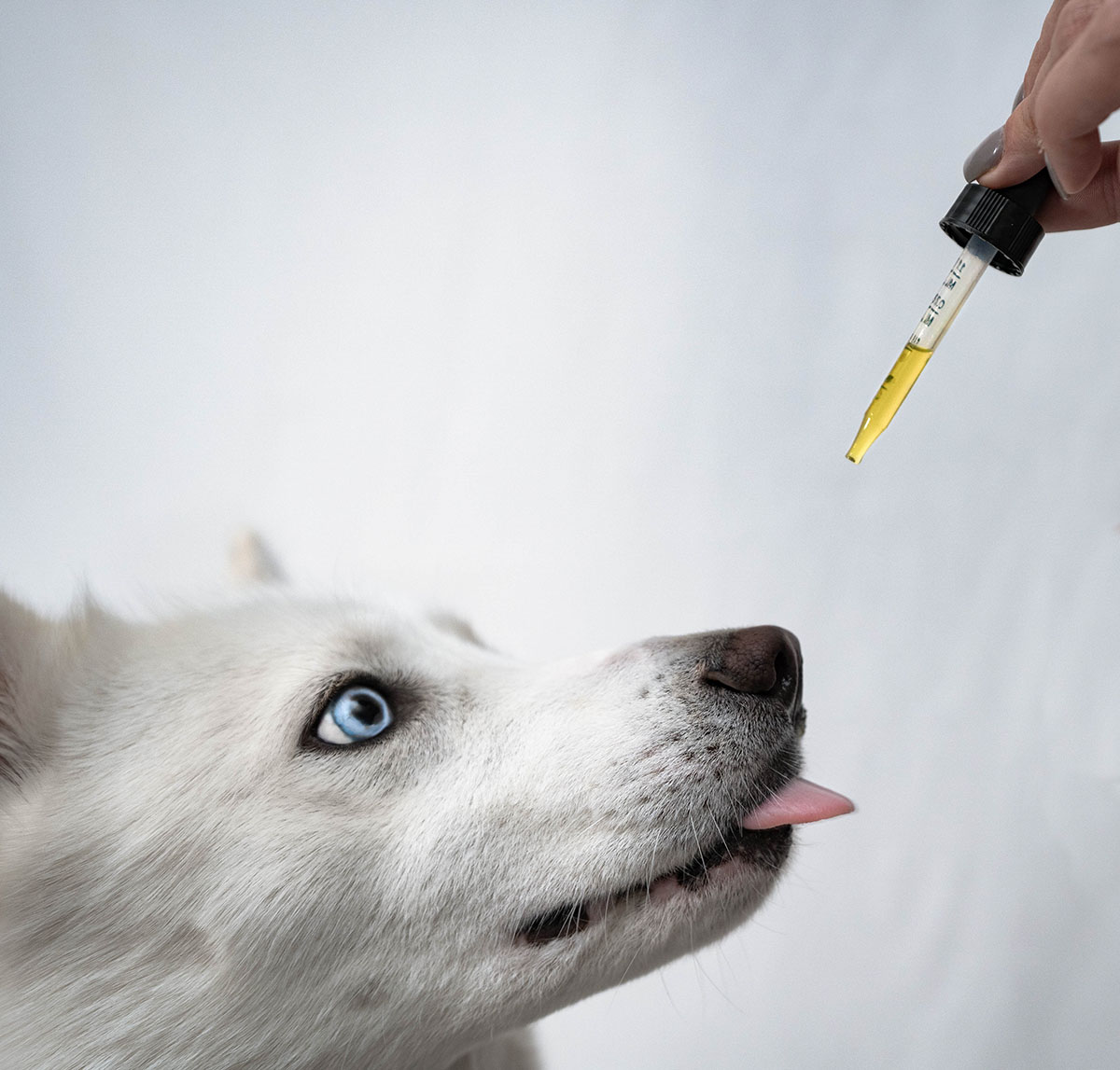 CBD and Dogs