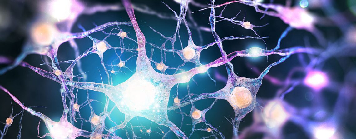 Endocannabinoid System