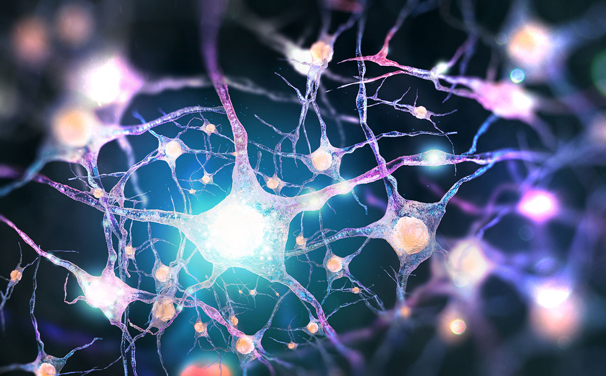 Endocannabinoid System