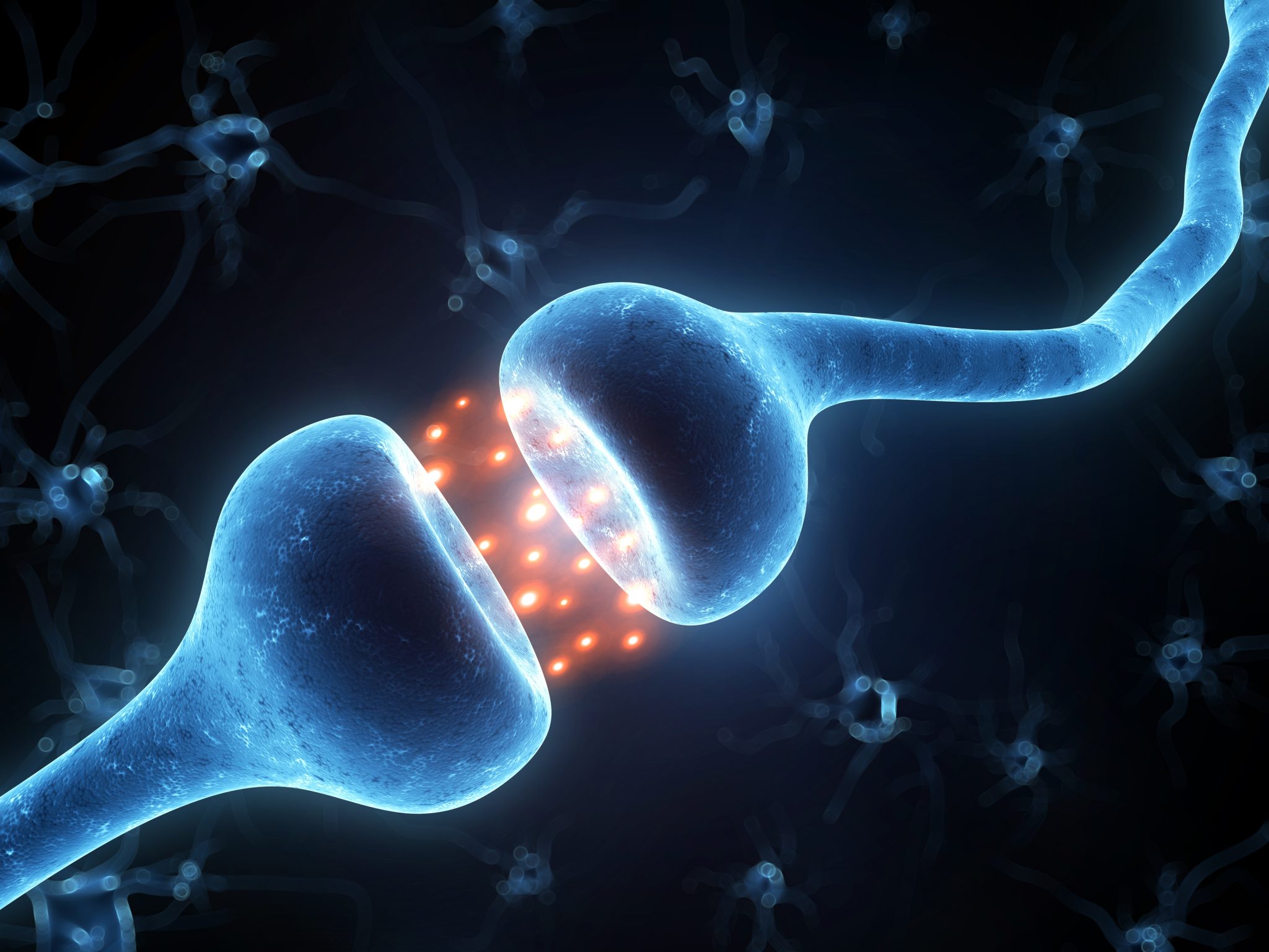What are Cannabinoid Receptors?