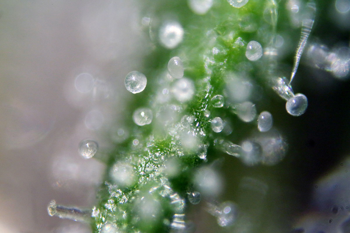 Phytocannabinoids
